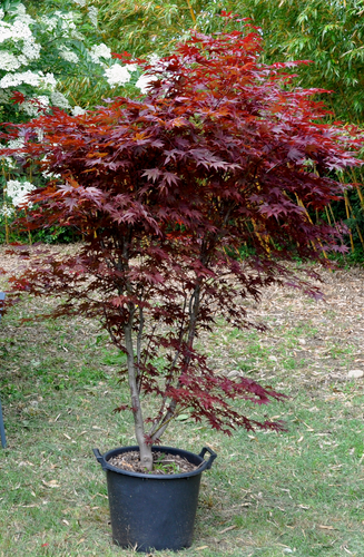 Acer Palmatum Bloodgood  |  Erable du Japon  |  Hauteurs 150-200 cm