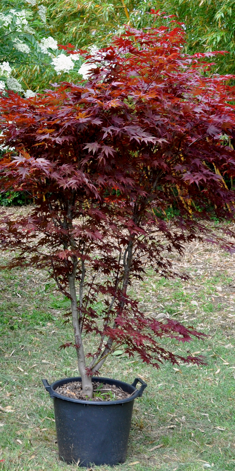 Acer Palmatum Bloodgood  |  Erable du Japon  |  Hauteurs 150-200 cm