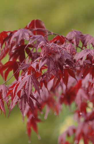 Acer Palmatum Bloodgood  |  Erable du Japon  |  Hauteurs 150-200 cm
