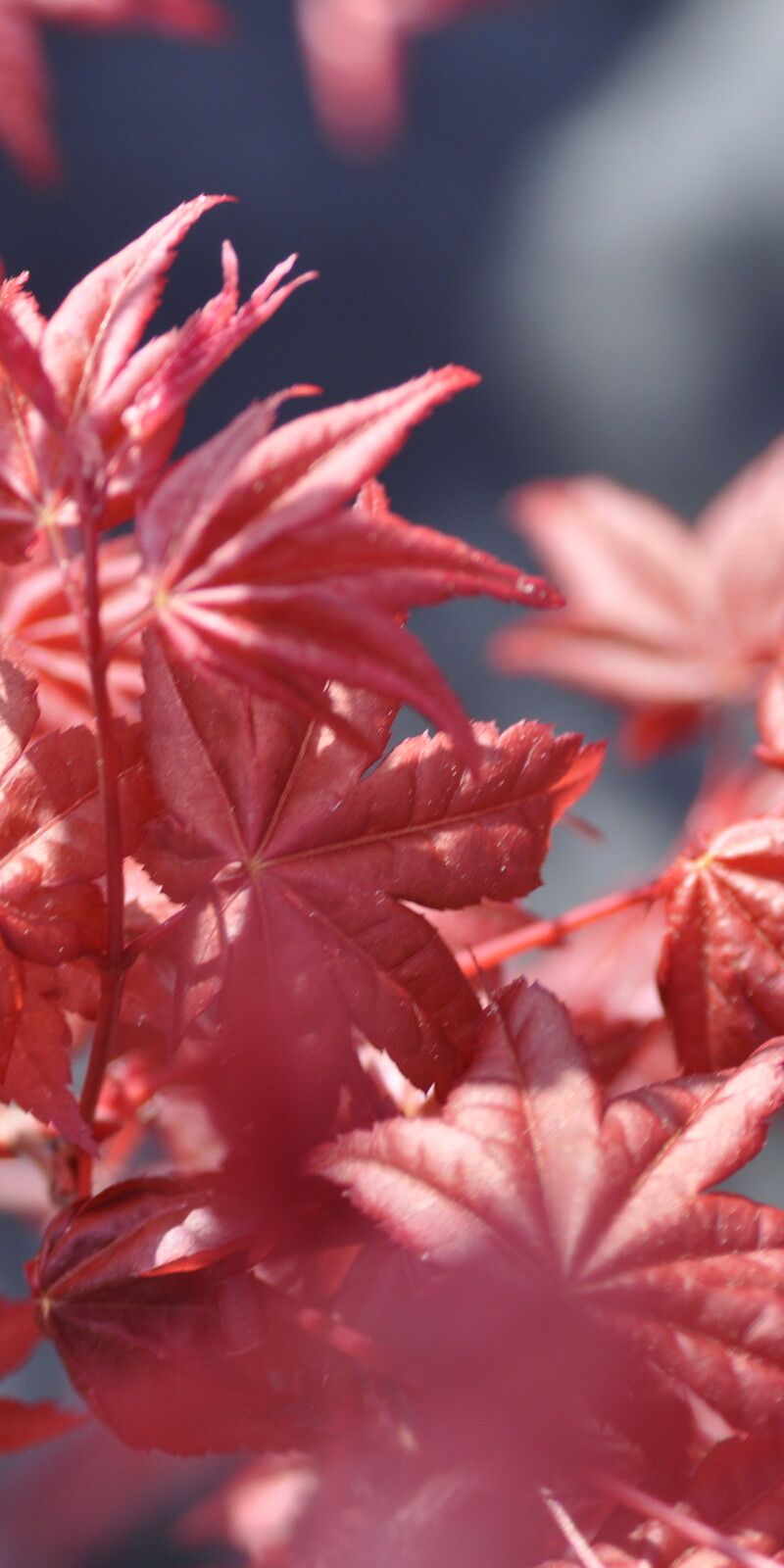 Acer Palmatum Deshojo  |  Erable du Japon  |  Hauteurs 150-200 cm