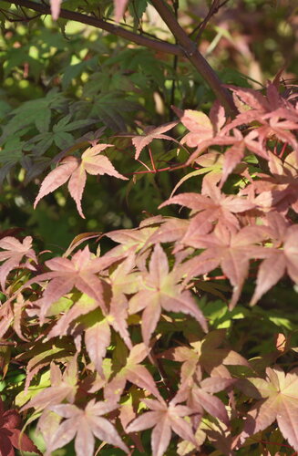 Acer Palmatum Deshojo  |  Erable du Japon  |  Hauteurs 150-200 cm