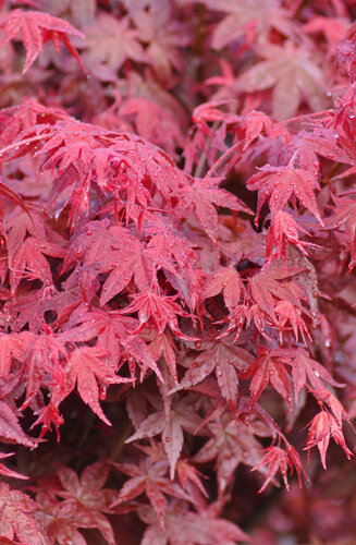 Acer Palmatum Deshojo  |  Erable du Japon  |  Hauteurs 150-200 cm