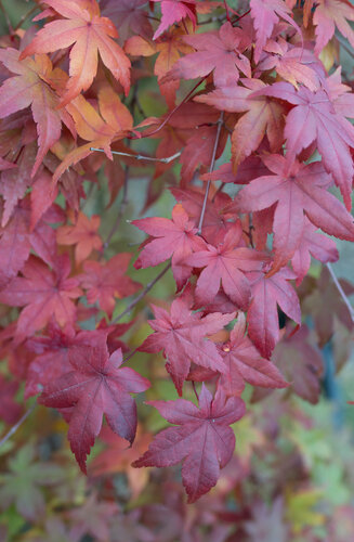 Acer Palmatum Deshojo  |  Erable du Japon  |  Hauteurs 150-200 cm