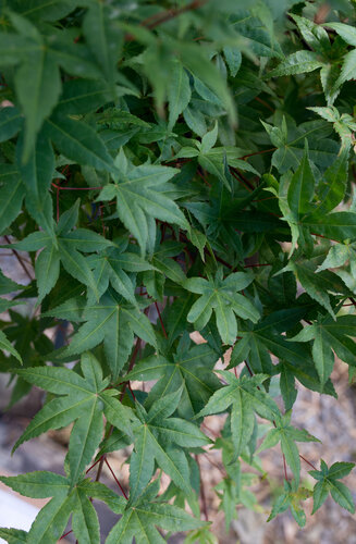Acer Palmatum Deshojo  |  Erable du Japon  |  Hauteurs 150-200 cm