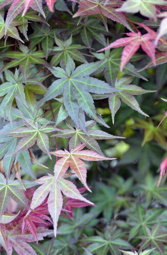 Acer Palmatum Deshojo  |  Erable du Japon  |  Hauteurs 150-200 cm