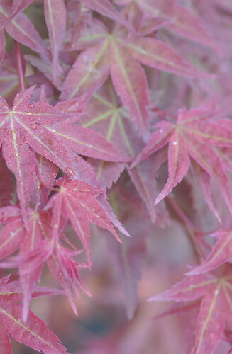 Acer Palmatum Deshojo  |  Erable du Japon  |  Hauteurs 150-200 cm