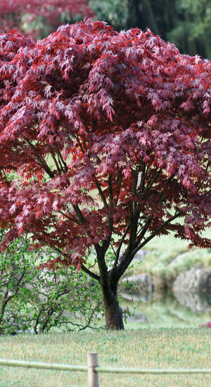 Acer Palmatum Bloodgood  |  Erable du Japon  |  Hauteurs 150-200 cm