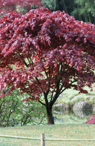 Acer Palmatum Bloodgood  |  Erable du Japon  |  Hauteurs 150-200 cm