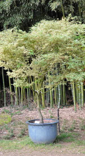 Acer Palmatum Butterfly  |  Erable du Japon  |  Hauteur 150 cm