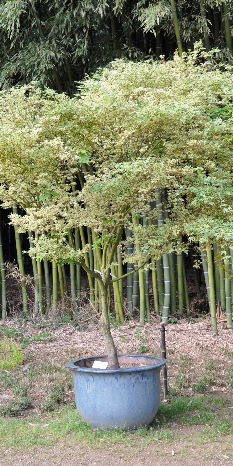 Acer Palmatum Butterfly  |  Erable du Japon  |  Hauteur 150 cm