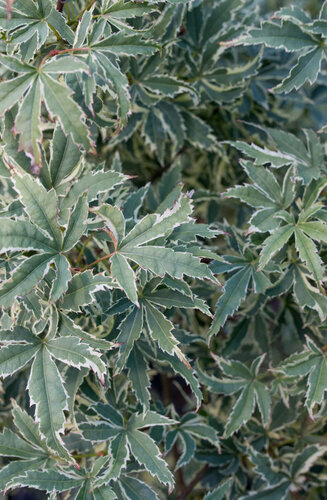 Acer Palmatum Butterfly  |  Erable du Japon  |  Hauteur 150 cm
