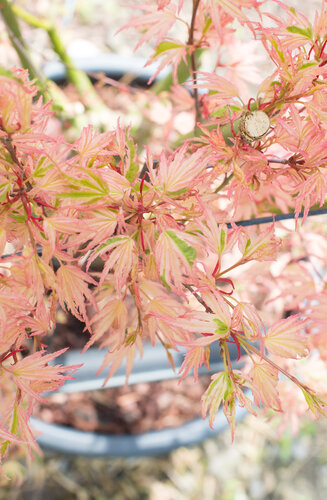 Acer Palmatum Butterfly  |  Erable du Japon  |  Hauteur 150 cm