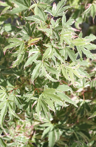 Acer Palmatum Butterfly  |  Erable du Japon  |  Hauteur 150 cm