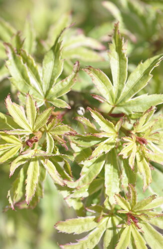 Acer Palmatum Butterfly  |  Erable du Japon  |  Hauteur 150 cm