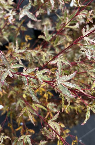 Acer Palmatum Butterfly  |  Erable du Japon  |  Hauteur 150 cm
