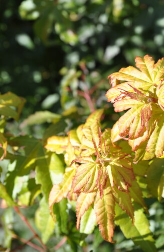 Acer Palmatum Katsura  |  Erable du Japon  |  Hauteurs 150-200 cm