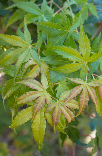 Acer Palmatum Katsura  |  Erable du Japon  |  Hauteurs 150-200 cm