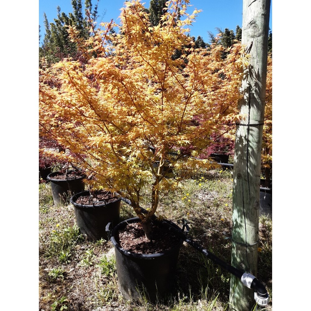 Cerisier Dolce Regina - Plante Fruitière Pot 26 Cm - Hauteur 180-200 Cm - Âge 4 Ans