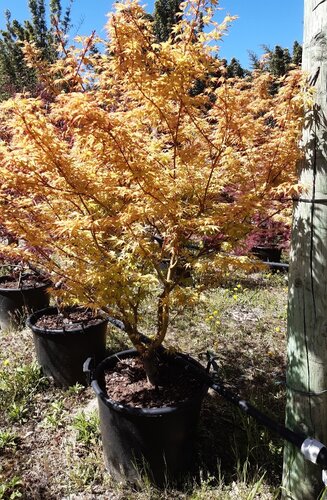 Acer Palmatum Katsura  |  Erable du Japon  |  Hauteurs 150-200 cm