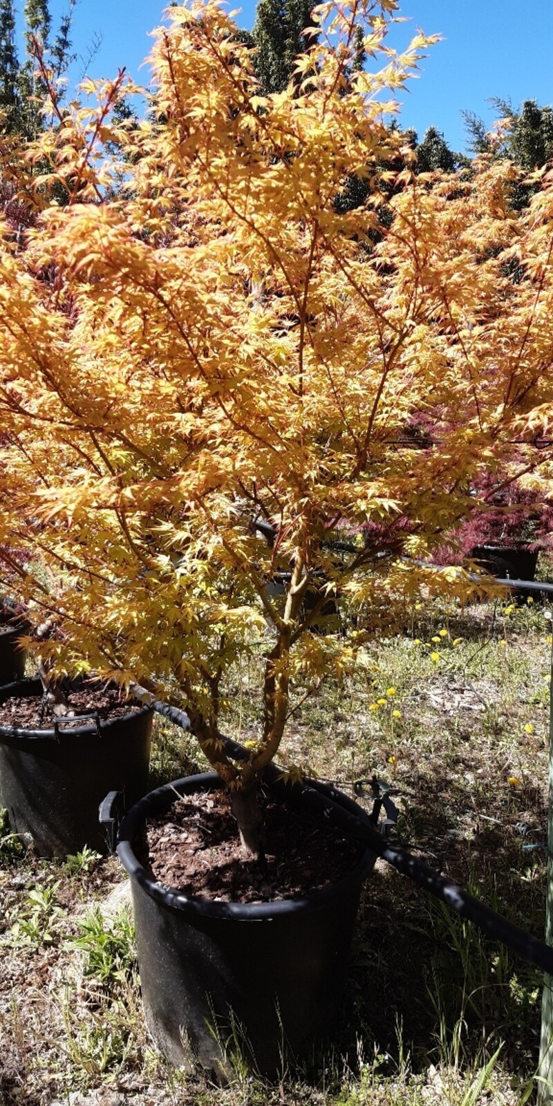 Acer Palmatum Katsura  |  Erable du Japon  |  Hauteurs 150-200 cm