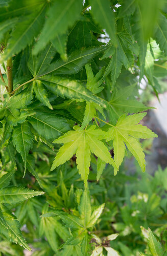 Acer Palmatum Katsura  |  Erable du Japon  |  Hauteurs 150-200 cm