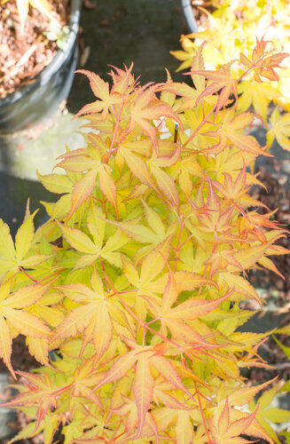 Acer Palmatum Katsura  |  Erable du Japon  |  Hauteurs 150-200 cm