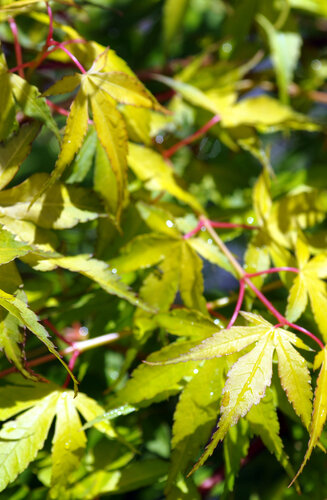Acer Palmatum Katsura  |  Erable du Japon  |  Hauteurs 150-200 cm