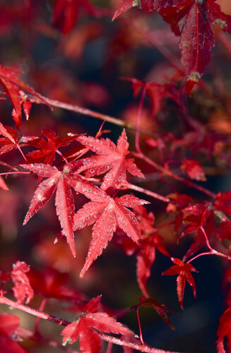 Acer Palmatum Katsura  |  Erable du Japon  |  Hauteurs 150-200 cm