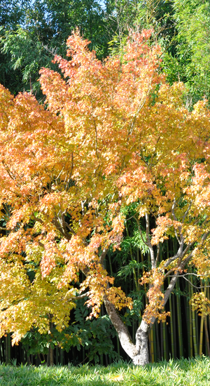 Acer Palmatum Katsura  |  Erable du Japon  |  Hauteurs 150-200 cm