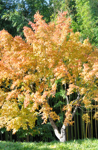 Acer Palmatum Katsura  |  Erable du Japon  |  Hauteurs 150-200 cm