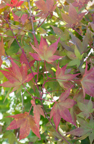Acer Palmatum Aureum  |  Erable du Japon  |  Hauteur 175 cm