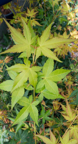 Acer Palmatum Aureum  |  Erable du Japon  |  Hauteur 175 cm