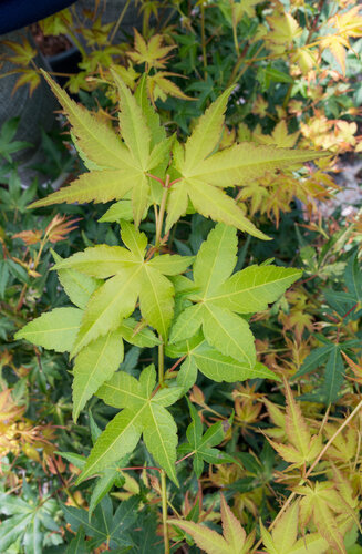 Acer Palmatum Aureum  |  Erable du Japon  |  Hauteur 175 cm