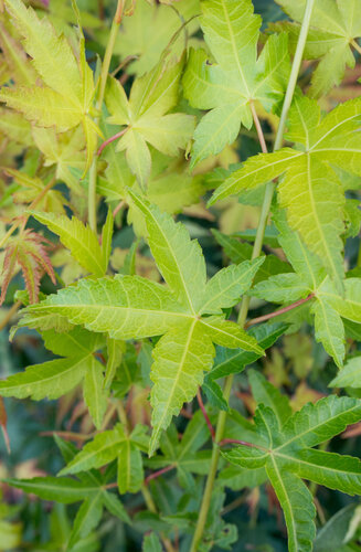 Acer Palmatum Aureum  |  Erable du Japon  |  Hauteur 175 cm