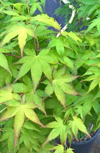 Acer Palmatum Aureum  |  Erable du Japon  |  Hauteur 175 cm