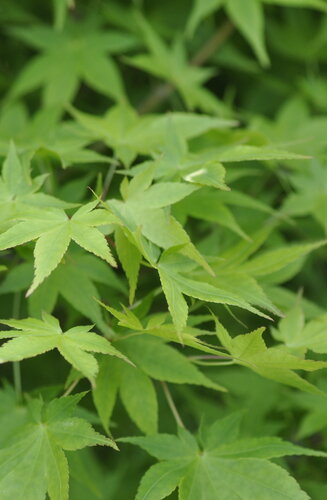 Acer Palmatum Aureum  |  Erable du Japon  |  Hauteur 175 cm