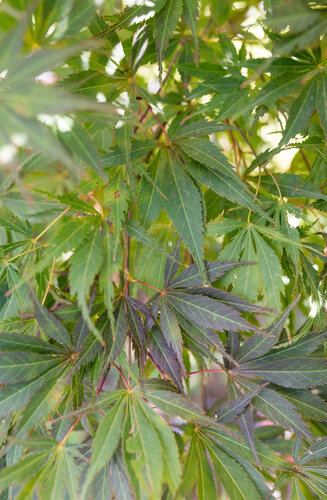 Acer Palmatum Burgundy Lace  |  Erable du Japon  |  Hauteur 150 cm