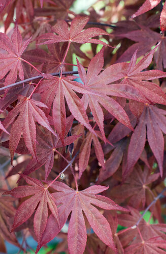 Acer Palmatum Fire Glow  |  Erable du Japon  |  Hauteurs 150-175 cm