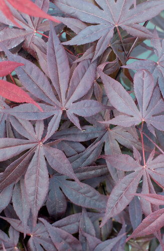 Acer Palmatum Fire Glow  |  Erable du Japon  |  Hauteurs 150-175 cm