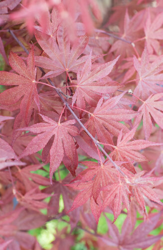Acer Palmatum Fire Glow  |  Erable du Japon  |  Hauteurs 150-175 cm