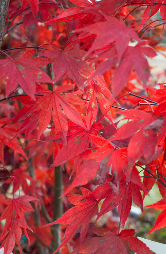 Acer Palmatum Fire Glow  |  Erable du Japon  |  Hauteurs 150-175 cm