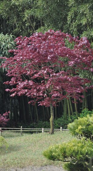 Acer Palmatum Fire Glow  |  Erable du Japon  |  Hauteurs 150-175 cm