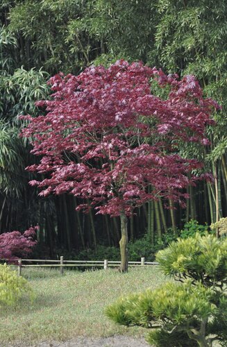 Acer Palmatum Fire Glow  |  Erable du Japon  |  Hauteurs 150-175 cm