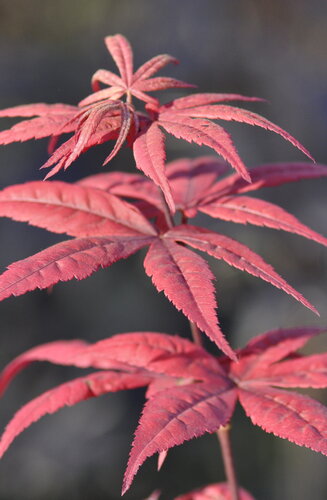Acer Palmatum Fire Glow  |  Erable du Japon  |  Hauteurs 150-175 cm