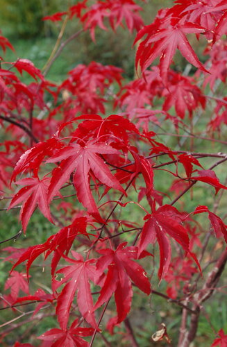 Acer Palmatum Fire Glow  |  Erable du Japon  |  Hauteurs 150-175 cm