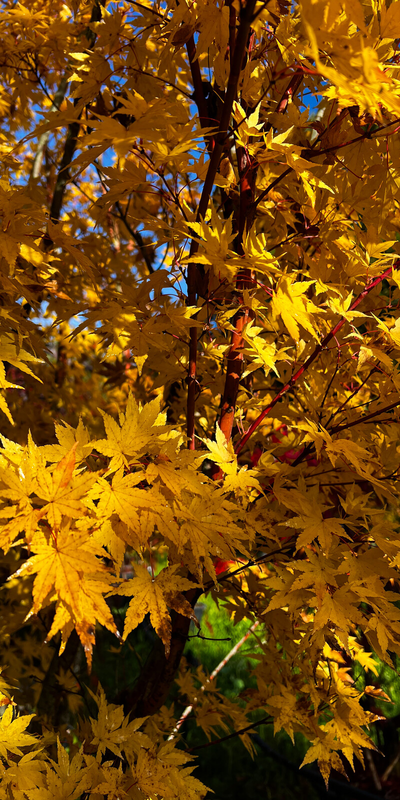 Acer Palmatum Senkaki  |  Erable du Japon  |  Hauteurs 150-200 cm