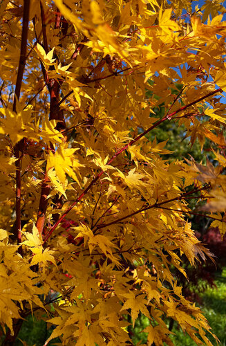 Acer Palmatum Senkaki  |  Erable du Japon  |  Hauteurs 150-200 cm
