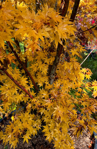Acer Palmatum Senkaki  |  Erable du Japon  |  Hauteurs 150-200 cm