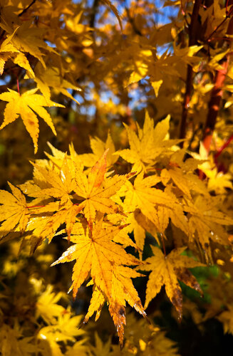 Acer Palmatum Senkaki  |  Erable du Japon  |  Hauteurs 150-200 cm