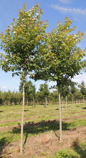 Acer Freemanii  'Autumn Blaze' | Érable de Freemans